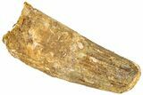 Fossil Spinosaurus Tooth - Feeding Worn Tip #296540-1